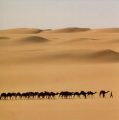 camel train
Click for larger image.