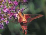 hummingbird moth
Note transparent "holes" in the wings
