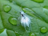 wooly aphid (flying stage)