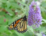 Monarch on butterfly bush