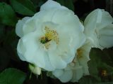 white carpet rose