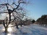 Icy apple orchard, Hollis, NH