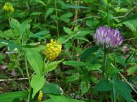 hop clover and red clover