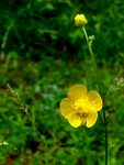 common buttercup